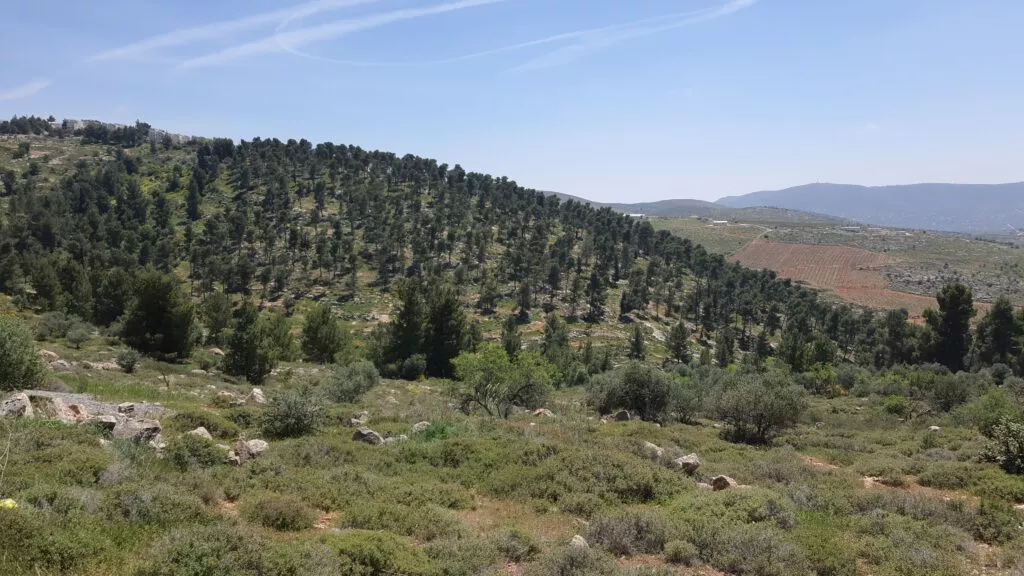 שבילי ידידיה