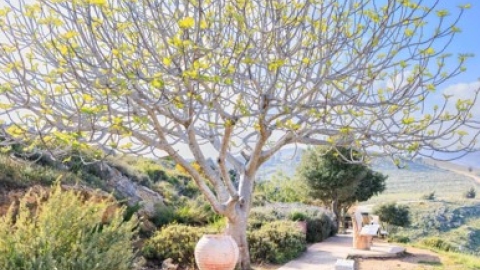 מצפה אילן.jpg