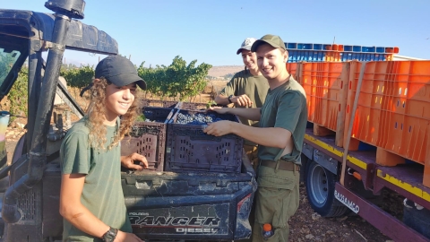 בציר בכרמים (29).jpg