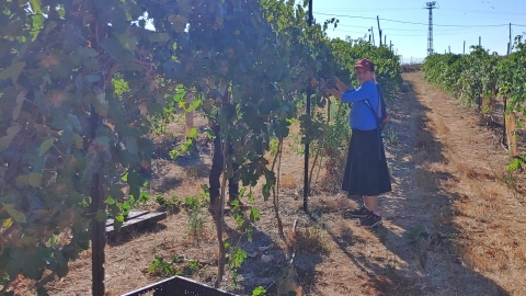 בציר בכרמים (27).jpg