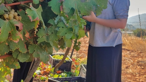 בציר בכרמים (24).jpg