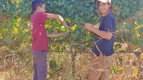 בציר בכרמים (1).jpg