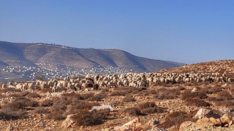 נופים אלון מורה (54).jpg