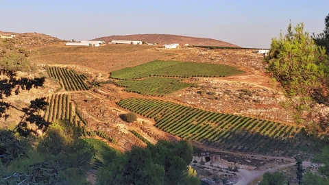 נופים אלון מורה (16).jpg