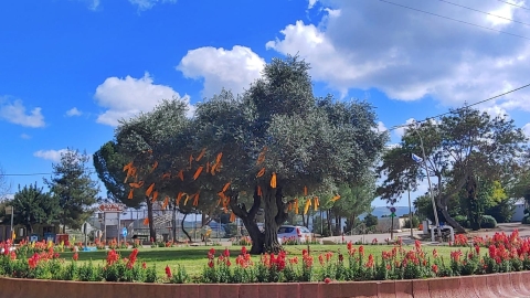 נופים אלון מורה (24).jpg