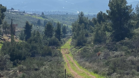 נופים אלון מורה (14).jpg