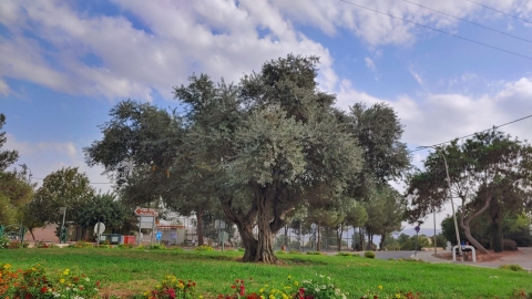 נופים אלון מורה (33).jpg
