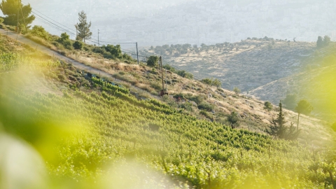 נופים אלון מורה (66).jpg