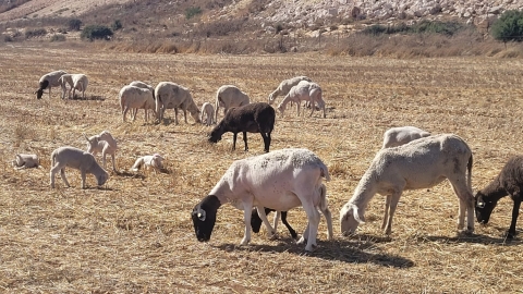 נופים אלון מורה (78).jpg