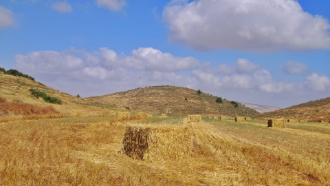 נופים אלון מורה (40).jpg
