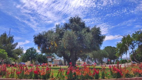נופים אלון מורה (23).jpg
