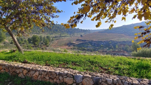 נופים אלון מורה (41).jpg