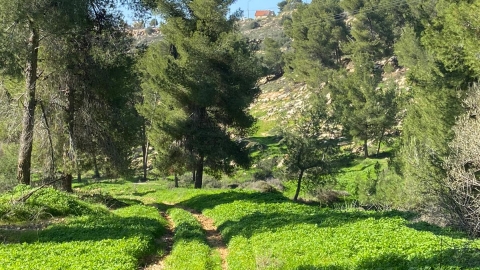נופים אלון מורה (61).jpg