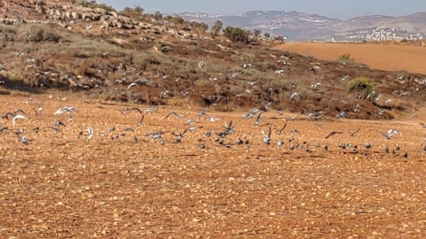 נופים אלון מורה (30).jpg
